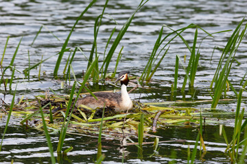 Wall Mural - Great Crested Grebe near its nest