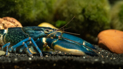 Poster - Blue moon crayfish in aquarium.