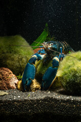 Poster - Blue moon crayfish in aquarium.
