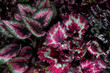 Close up view of Painted-leaf begonia plant (Begoniaceae) background. Beautiful plant wallpaper.