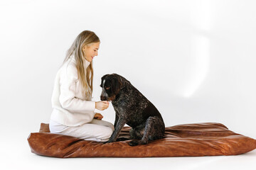 Young woman with her cute drathaar in armchair in studio on white background. Lovely pet..Girl with blonde hair holding dog breed german wirehaired pointer drathaar