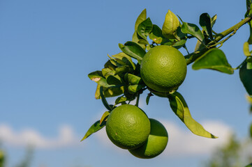 Wall Mural - green oranges on tree branches in autumn in Cyprus 6