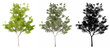 © high_resolution - Set or collection of Japanese Maple trees, painted, natural and as a black silhouette on white background. Concept or conceptual 3d illustration for nature, ecology and conservation, strength, beauty