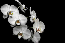 Orquídea Branca Em Fundo Neutro, Fundo Preto