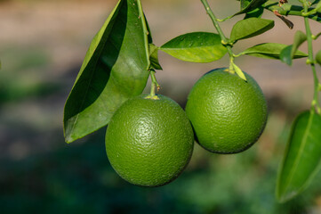 Wall Mural - green oranges on tree branches in autumn in Cyprus 11