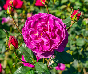 Wall Mural - Red Rose Macro