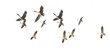 birds migrating migratory isolated for background - ai generated