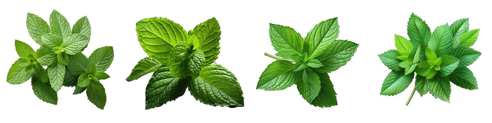 Canvas Print - fresh mint leaves Hyperrealistic Highly Detailed Isolated On Transparent Background Png File