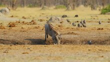A Flock Of Helmeted Guineafowl (Numida Meleagris) Moving Towards A Common Warthog Drinking Water From A Mud.