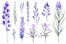 Background Watercolor Summer Purple Illustration Provence Flower Plant Herbal Floral Violet Nature