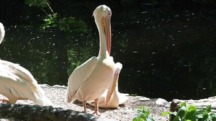 Wall Mural - The Great White Pelican, Pelecanus onocrotalus also known as the rosy pelican is a bird in the pelican family.