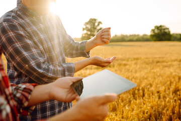 Wall Mural - A couple of farmers inspect a grain field using a digital tablet. Smart farming, digital agriculture.