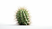 Fresh cactus green succulent cactus white background photography image AI generated art