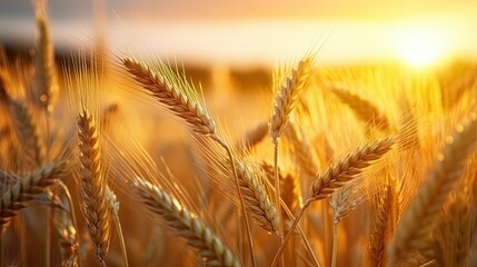 Wall Mural - closeup of a wheat field at sunset