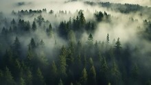 Sunlit Over Mountains With Trees Shrouded In Mist Aerial Shot