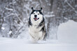 Siberian husky running through the snow
