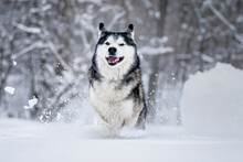 Siberian Husky Running Through The Snow