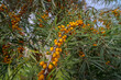 Piękne i bogate grona żółtych (pomarańczowych) owoców rokitnika ( Hippophae rhamnoides)na tle gąszczu liści i nieba. Owoce zawierające moc dobroczynnych nutrientów ( witaminy etc.)