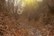 Malowniczy wąwóz w Sandomierzu wymyty dawno temu przez wodę w skałach osadowych. Październikowy poranek w urokliwym , bogatym przyrodniczo miejscu ze słońcem w mglistej otoczce.
