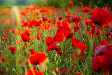 Canvas Print - poppy field