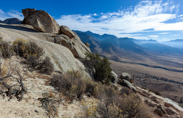 view of blooming desert plants against the background of mountains