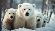 Group of polar bears in a snowy winter landscape