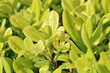 Green and yellow privet leaves, Latin name for Aureum. Ligustrum ovalifolium Golden. yellow garden shrub