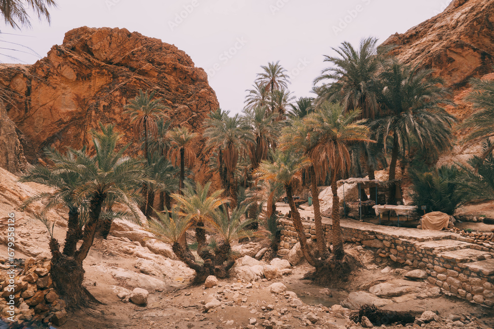 The Chebika oasis with the palm trees and sandy rocks in the Sahara ...