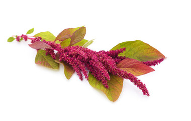 Canvas Print - Amaranth with red flowers.