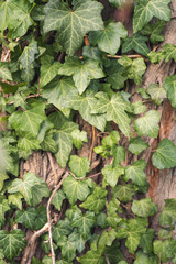 green ivy on a brown tree background 