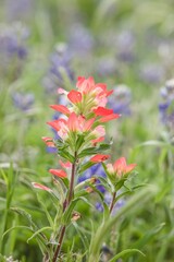 Wall Mural - a group of red and blue flowers on green grass on the edge of a lake