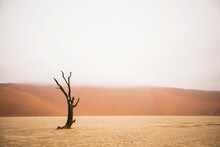 Barren Desert Landscape Featuring Dead Trees In Africa