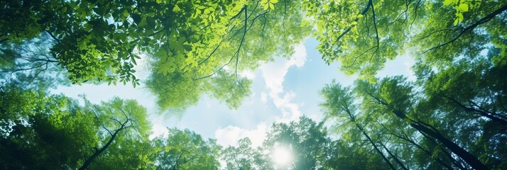 view from below on a beautiful forest