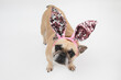 Cute French Bulldog wearing pink sparkly bunny ears 