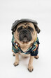 Cute pug dog wearing a pageboy hat and an Hawaiian shirt