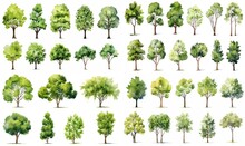 Watercolor Style Illustration Of Summer Or Spring Tree Collection Set, Cartoon Illustration Isolated On White Background,  Generative Ai	
