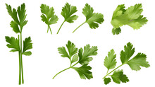 Mediterranean herbs and spices: set of fresh, healthy parsley leaves, twigs, and a small bunch isolated over a transparent background, cooking, food or diet design elements, PNG