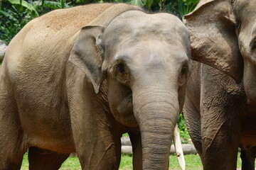 The Sumatran elephant (Elephas maximus sumatranus) is one of three recognized subspecies of the Asian elephant and is native to the Indonesian island of Sumatra. |蘇門答臘象