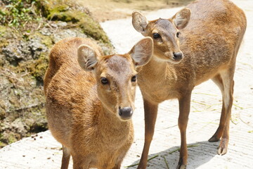 Poster - The Javan rusa (Rusa timorensis), or Sunda sambar is native to the Indonesian islands of Java, Bali and Timor. It is occupied in a habitat similar to that of the Chital of India