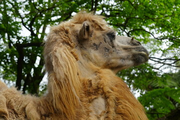 Wall Mural - Camelus bactrianus, commonly known as the Bactrian camel, is a large, even-toed ungulate native to the steppes of Centrala Asia, particularly regions like Mongolia, China, Iran|雙峰駱駝