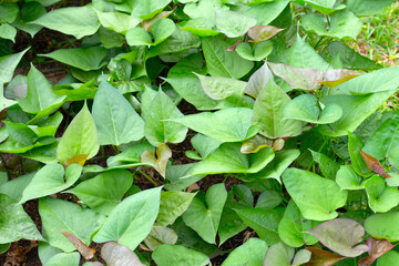 Sticker - Green leaves of sweet potato plant