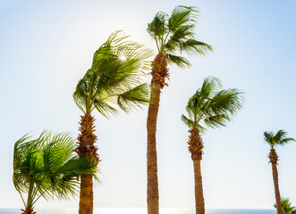 Wall Mural - summer background with landscapes of Sahl Hashisha, Egypt. landscapes of the red sea coast in egypt sahl hasheesh