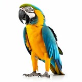 Fototapeta  - Vivid Elegance: Blue and Yellow Macaw Parrot Isolated on White Background. Generative ai