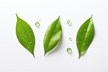 Green Tea Leaves Viewed From Above With Water Droplets On A White Background.