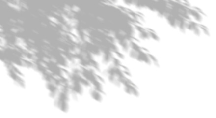 Wall Mural - isolated shadow trees branch leaves movement shade serene on transparent backgrounds 3d render