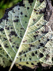 Close-up leaf texture background