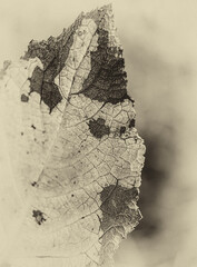 Close-up leaf texture background