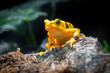 Poised and full of poison, a Yellow Banded Poison Dart Frog (Dendrobates leucomelas) squats on a log. Vibrant against a dark, muted jungle scene. Colorful skin is a warning sign to predators.