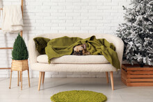 Cute French Bulldog With Plaid On Sofa Near White Brick Wall
