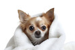 Cute wet Chihuahua puppy dog after bath is sitting wrapped in an white towel, isolated on transparent background